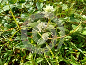 Eclipta alba Urang-aring, false daisy, false daisy, yerba de tago, Karisalankanni, bhringraj with natural background. this plant