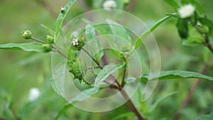 Eclipta alba Urang-aring, false daisy, false daisy, yerba de tago, Karisalankanni, bhringraj with natural background. this plant