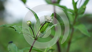 Eclipta alba Urang-aring, false daisy, false daisy, yerba de tago, Karisalankanni, bhringraj with natural background. this plant