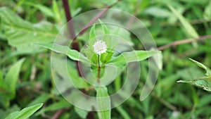 Eclipta alba Urang-aring, false daisy, false daisy, yerba de tago, Karisalankanni, bhringraj with natural background. this plant