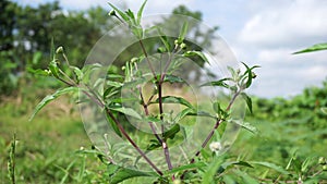 Eclipta alba Urang-aring, false daisy, false daisy, yerba de tago, Karisalankanni, bhringraj with natural background. this plant