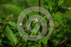 Eclipta alba Urang-aring, false daisy, false daisy, yerba de tago, Karisalankanni, bhringraj with natural background. this plant