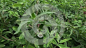 Eclipta alba (Urang-aring, false daisy, Karisalankanni) with natural background