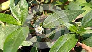 Eclipta prostrata Or bhringraj or false daisy plant and flower