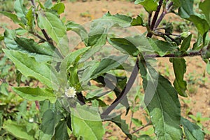 Eclipta prostrata Bringaraj, Flowering twig