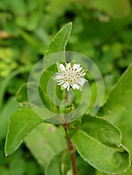 Eclipta prostrata or commonly called urang aring