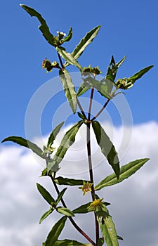 Eclipta prostrata False daisy twig