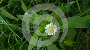 Eclipta prostrata or false daisy, yerba de tago,bhringraj.