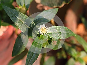 Eclipta prpstrata or false daisy or bhringraj plant