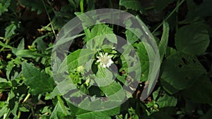 Eclipta prpstrata or false daisy or bhringraj plant