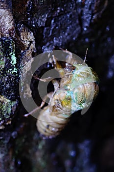 The eclosion of a cicada