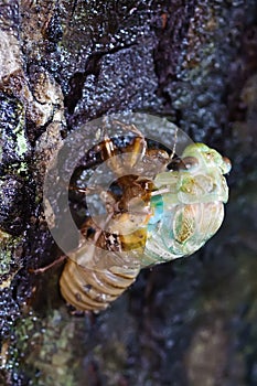 The eclosion of a cicada