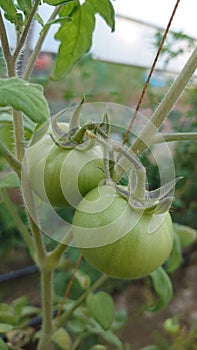 Eco agriculture - fruits and vegetables cultivated with bio standards - tomatoes, eggplant and peppers