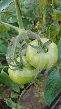 Eco agriculture - fruits and vegetables cultivated with bio standards - tomatoes, eggplant and peppers