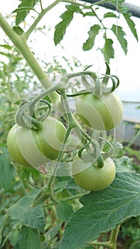 Eco agriculture - fruits and vegetables cultivated with bio standards - tomatoes, eggplant and peppers