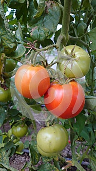 Eco agriculture - fruits and vegetables cultivated with bio standards - tomatoes, eggplant and peppers