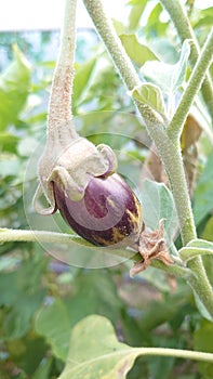 Eco agriculture - fruits and vegetables cultivated with bio standards - tomatoes, eggplant and peppers