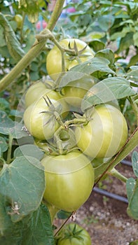 Eco agriculture - fruits and vegetables cultivated with bio standards - tomatoes, eggplant and peppers