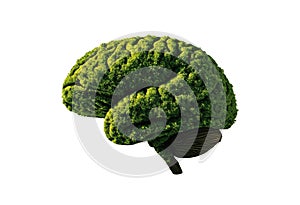 Eco Brain Made of Green Moss Ã¢â¬' Sustainability, Innovation and Nature Concept
