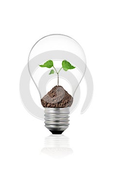 Eco concept: light bulb with green plant inside