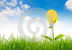 Eco concept -light bulb grow in the grass
