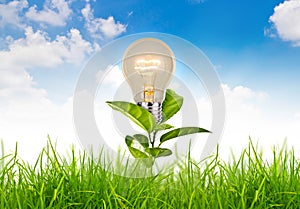 Eco concept - light bulb grow in the grass against