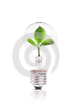 Eco concept: lightbulb with green plant inside