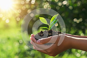 eco earth day concept. hand holding young plant in sunshine and green nature background