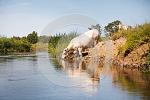 Eco farming, white cow drinking from river