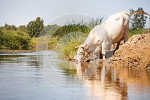 Eco farming, white cow drinking from river