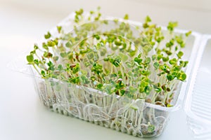 Eco food. Healthy organic food micro greens bio organic edible harvest after sowing. Health ecological gardening