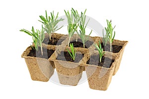 Eco Friendly and Biodegradable Plant Pots photo