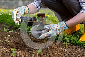 Eco friendly gardening. Woman preparing soil for planting, fertilizing with compressed chicken manure pellets. Organic fertiliser.