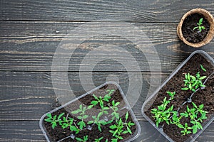 Eco friendly pots with young tomato sprouts