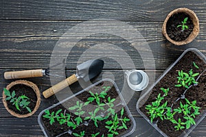 Eco friendly pots with young tomato sprouts