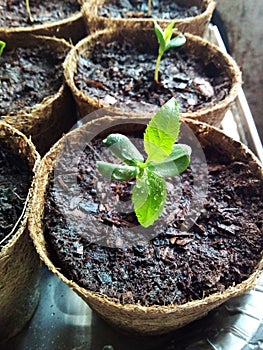 An Eco-Friendly Seed And Seedling Cup Set