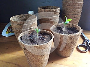 An Eco-Friendly Seed And Seedling Cup Set