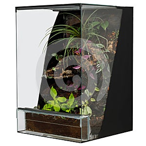 Eco-Friendly Terrarium with Variety of Tropical Plants and Natural Wood