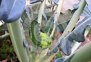 Eco-gardening: Broccoli or Asparagus close up