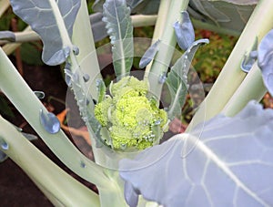 Eco-gardening: Broccoli or Asparagus close up