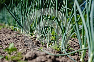 eco gardening, country garden with vegetables, onion, potatos and carrot growing