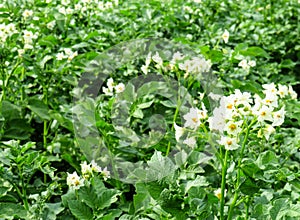 Potato plantation in bloom in the garden