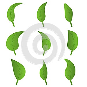 Eco green color leaf vector logo flat icon set. Isolated leaves shapes on white background. Bio plant and tree floral forest