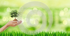 Eco green concept. Plant a small green tree on the palm of the hand on a blurry green background Love the environment, love nature