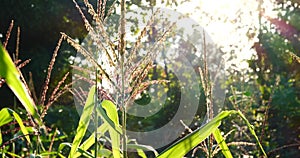 Eco green earth environment concept. Hand with growing tree on earth day with sunlight bokeh in morning. Save world energy protect