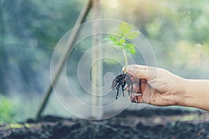 Eco green earth environment concept. Hand with growing tree on earth day with sunlight bokeh in morning. Save world energy protect
