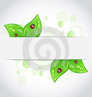 Eco green leaves with ladybugs