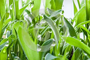 Eco growing cover of green lawn and wet grass with dew drops.