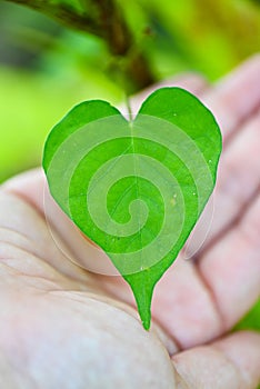 Eco heart present by human hand