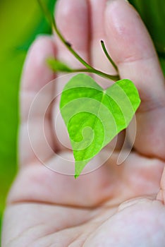 Eco heart present by human hand